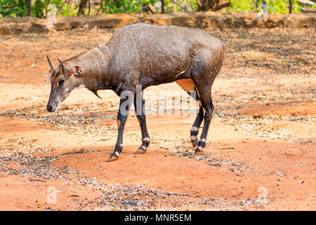 Super Nahaufnahme des Nilgai Rotwild am Indischen Nationalpark, Visakhapatnam in sonniger Tag. Stockfoto