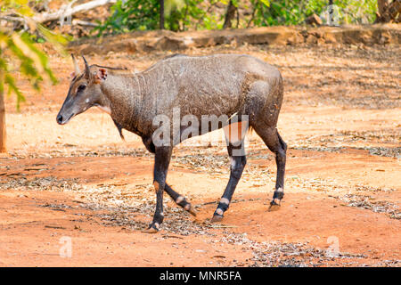 Super Nahaufnahme des Nilgai Rotwild am Indischen Nationalpark, Visakhapatnam in sonniger Tag. Stockfoto