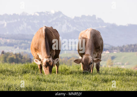 Schweizer braune Vieh weidet An einem Frühlingsmorgen auf einer Wiese in den Ausläufern der Schweiz Stockfoto