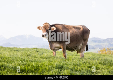 Einen großen schönen älteren Kuh der Rasse Schweizer Braunvieh lecken ihren Mund mit seiner Zunge und steht auf einem Frühling Morgen in einer Wiese in den Ausläufern o Stockfoto