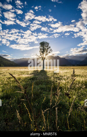 Die Sonne hinter einem Baum in einem Feld mit Blick auf die Berge auf South Island, Neuseeland Stockfoto
