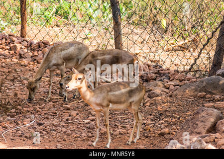 Bellende Rehe Rotwild Ansicht schließen im Zoo stehen auf Schatten im Nationalpark. Stockfoto