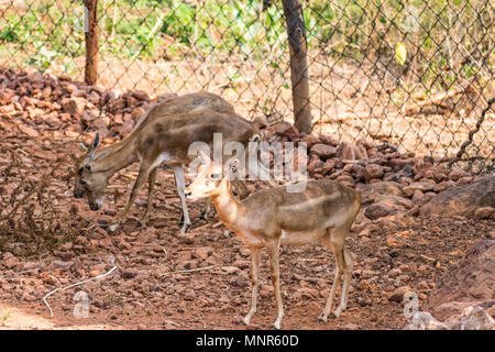 Bellende Rehe Rotwild Ansicht schließen im Zoo stehen auf Schatten im Nationalpark. Stockfoto