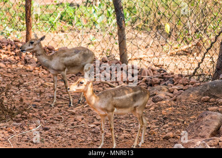 Bellende Rehe Rotwild Ansicht schließen im Zoo stehen auf Schatten im Nationalpark. Stockfoto