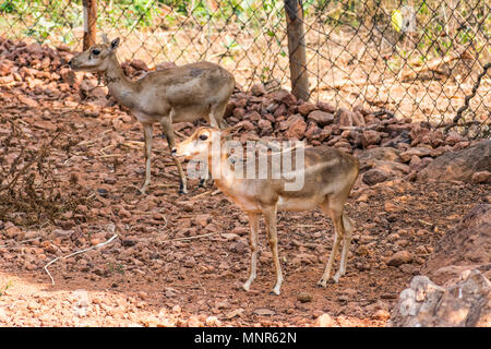 Bellende Rehe Rotwild Ansicht schließen im Zoo stehen auf Schatten im Nationalpark. Stockfoto