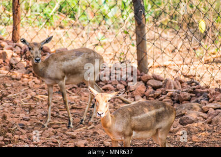 Bellende Rehe Rotwild Ansicht schließen im Zoo stehen auf Schatten im Nationalpark. Stockfoto