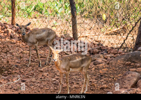 Bellende Rehe Rotwild Ansicht schließen im Zoo stehen auf Schatten im Nationalpark. Stockfoto