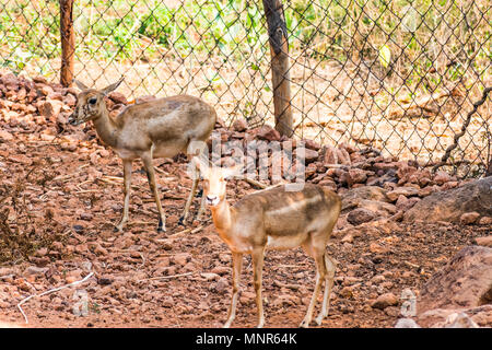 Bellende Rehe Rotwild Ansicht schließen im Zoo stehen auf Schatten im Nationalpark. Stockfoto