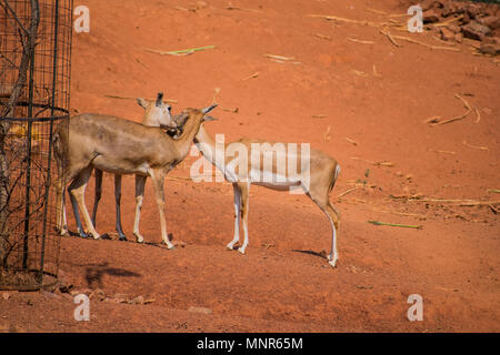 Bellende Rehe Rotwild kids Ansicht schließen im Zoo stehen auf sonniger Tag im Nationalpark. Stockfoto