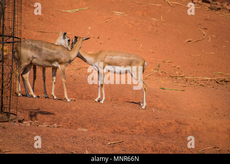 Bellende Rehe Rotwild kids Ansicht schließen im Zoo stehen auf sonniger Tag im Nationalpark. Stockfoto