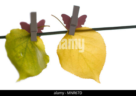 Verschiedene Blätter im Herbst auf die Wäscheleine gehängt Stockfoto