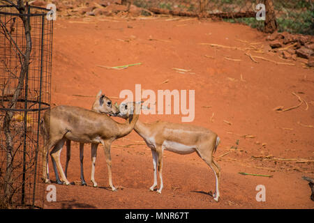 Bellende Rehe Rotwild kids Ansicht schließen im Zoo stehen auf sonniger Tag im Nationalpark. Stockfoto