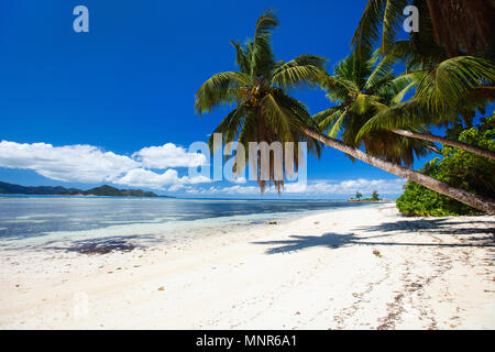 Perfekte Strand auf den Seychellen mit weißem Sand, türkisfarbenes Wasser, Palmen und blauem Himmel Stockfoto