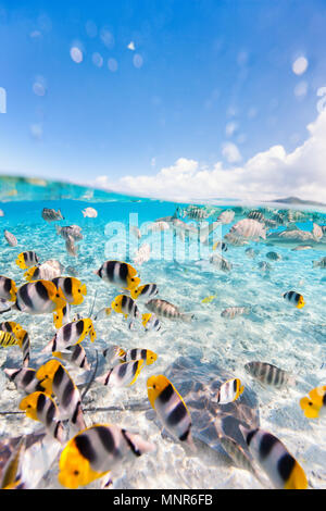 Bunte Fische, Rochen und schwarz Haie unter Wasser in Bora Bora Lagoon
