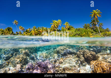 Tropische Insel über und unter Wasser Stockfoto