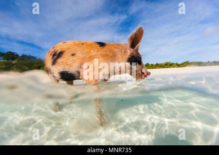 Kleine Ferkel im Wasser am Strand auf Exuma Bahamas Stockfoto