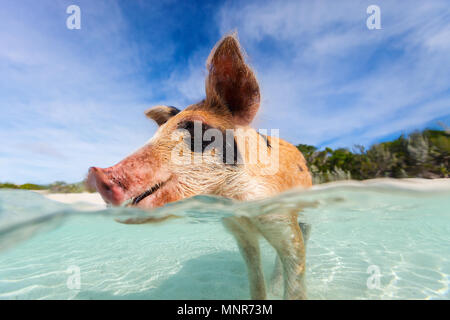 Kleine Ferkel im Wasser am Strand auf Exuma Bahamas Stockfoto