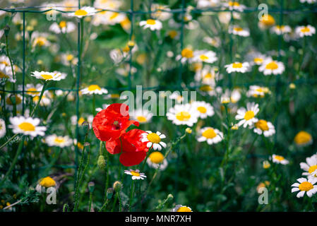 In einem Bereich, in dem die Gänseblümchen sind meist zwei Mohnblumen ihren Weg machen, horizontal Fotografie mit Nikon D600, die Farben Rot, Grün und Gelb Stockfoto
