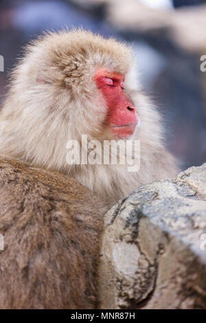 Männliche Schnee Affen japanischen Makaken onsen Baden in heißen Quellen von Nagano, Japan Stockfoto