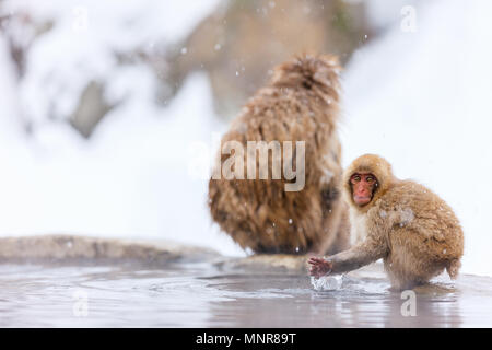 Schnee Affen Japanmakaken baden in Onsen Hot Springs von Nagano, Japan Stockfoto