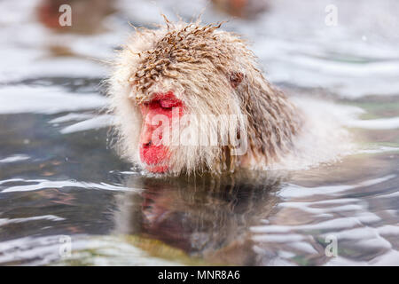 Männliche Schnee Affen japanischen Makaken onsen Baden in heißen Quellen von Nagano, Japan Stockfoto