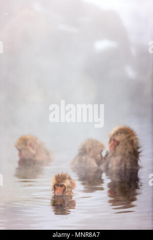 Schnee Affen Japanmakaken baden in Onsen Hot Springs von Nagano, Japan Stockfoto