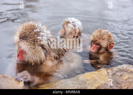 Schnee Affen Japanmakaken baden in Onsen Hot Springs von Nagano, Japan Stockfoto