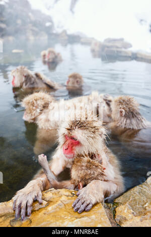 Schnee Affen Japanmakaken baden in Onsen Hot Springs von Nagano, Japan Stockfoto