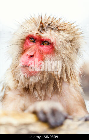 Schnee Affen Japanmakaken baden in Onsen Hot Springs von Nagano, Japan Stockfoto