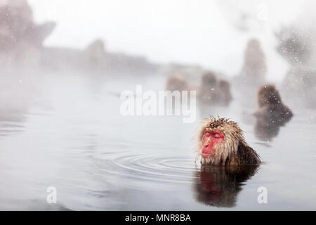 Schnee Affen Japanmakaken baden in Onsen Hot Springs von Nagano, Japan Stockfoto