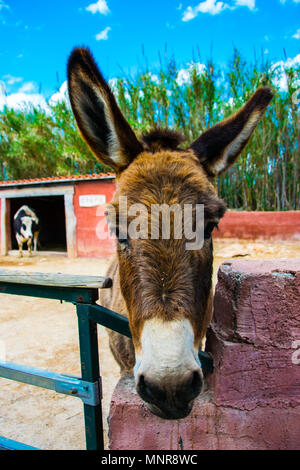 Ein Porträt der Esel in einem Bauernhof in Griechenland Stockfoto