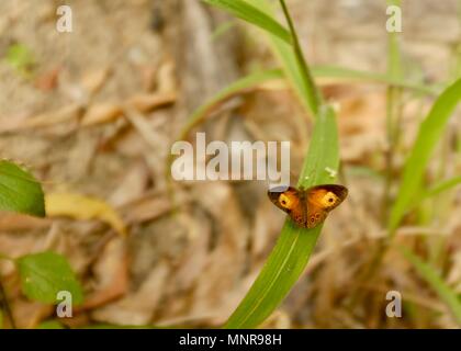 Orange Schmetterling auf einem Gras blade Blatt von oben eyespots, Rollingstone QLD, Australia Stockfoto