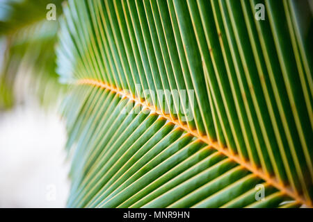 Nahaufnahme eines frischen grünen Palmenblättern Stockfoto