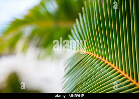 Nahaufnahme eines frischen grünen Palmenblättern Stockfoto