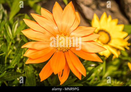 Sonnenblume mit Knospen und Blätter Stockfoto