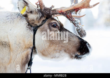 Rentiere im Winter Forest im finnischen Lappland Stockfoto