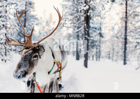 Rentiere im Winter Forest im finnischen Lappland Stockfoto