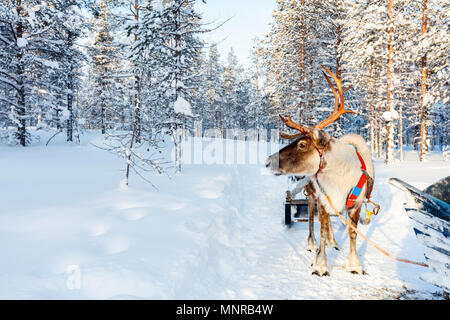 Rentiere im Winter Forest im finnischen Lappland Stockfoto