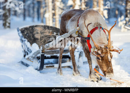 Rentiere im Winter Forest im finnischen Lappland Stockfoto