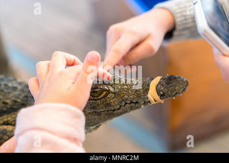 Kind berühren baby Nilkrokodil während Vater halten. Stockfoto