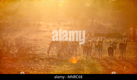 Gruppe von Impala Antilopen in Safari Park in Südafrika das Morgenlicht. Stockfoto