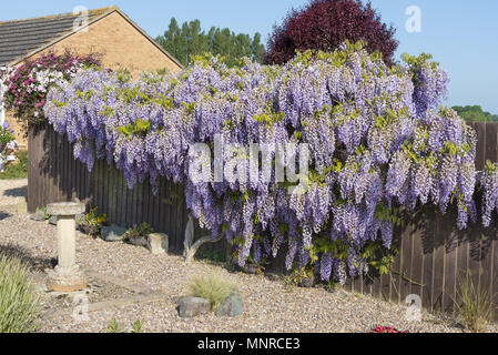 Wisteria Strauch in voller Blüte im Frühling, die Ein- und Ausblenden von einem Gartenzaun. Stockfoto