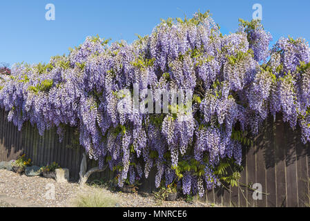 Wisteria Strauch in voller Blüte im Frühling, die Ein- und Ausblenden von einem Gartenzaun. Stockfoto