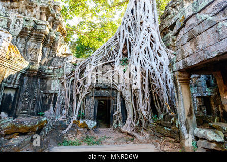 Ta Prohm Dschungel Tempel in Angkor Archäologische Stätten in Kambodscha Stockfoto