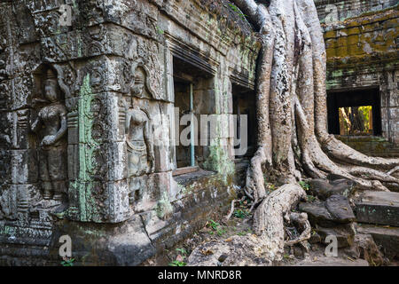 Ta Prohm Dschungel Tempel in Angkor Archäologische Stätten in Kambodscha Stockfoto