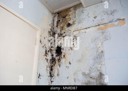 Wasserschäden verursachen Schimmel an den Innenwänden der Immobilie Stockfoto