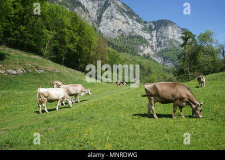 Katze ruht in Schweizer Weindorf Quinten am Walensee Stockfoto