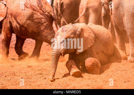 In der Nähe von Elefanten in Safari Park genießen, Schlammbad Stockfoto