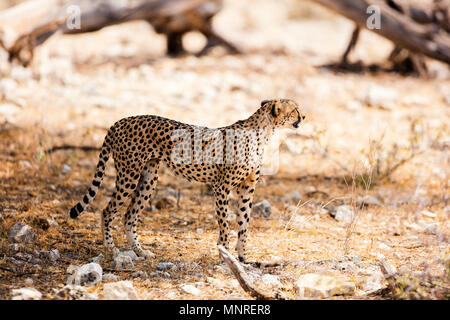 Schöne Geparden in Samburu Nationalpark in Kenia Stockfoto