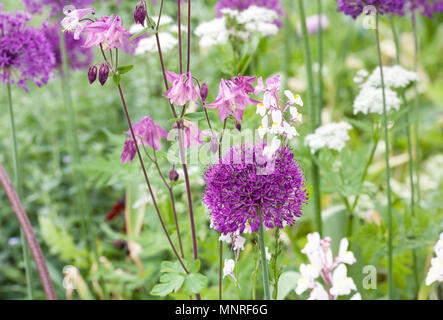 Allium 'Purple Sensation' und Aquilegias im Frühling Garten. Stockfoto